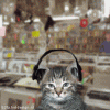 The Stevie Wonder Cat.gif