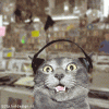 The Techno Cat.gif